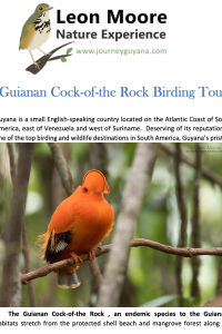 Cock-of-the-Rock Itinerary Download